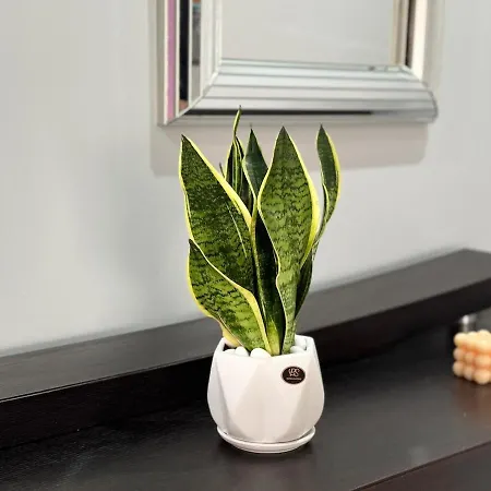 דירה 3 Bedroom In Zverneci